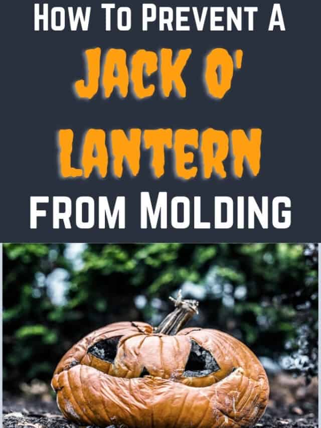 How To Keep Pumpkins Fresh After Cutting: Jack O’Lantern Tips
